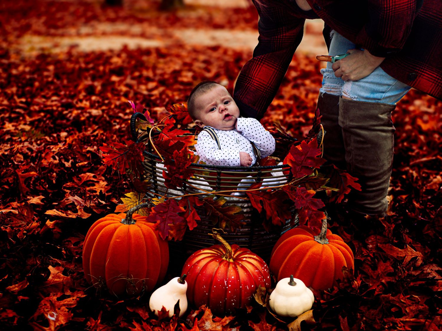 A group of bright orange pumpkins sits among vibrant red autumn leaves on the ground during a fall photoshoot.