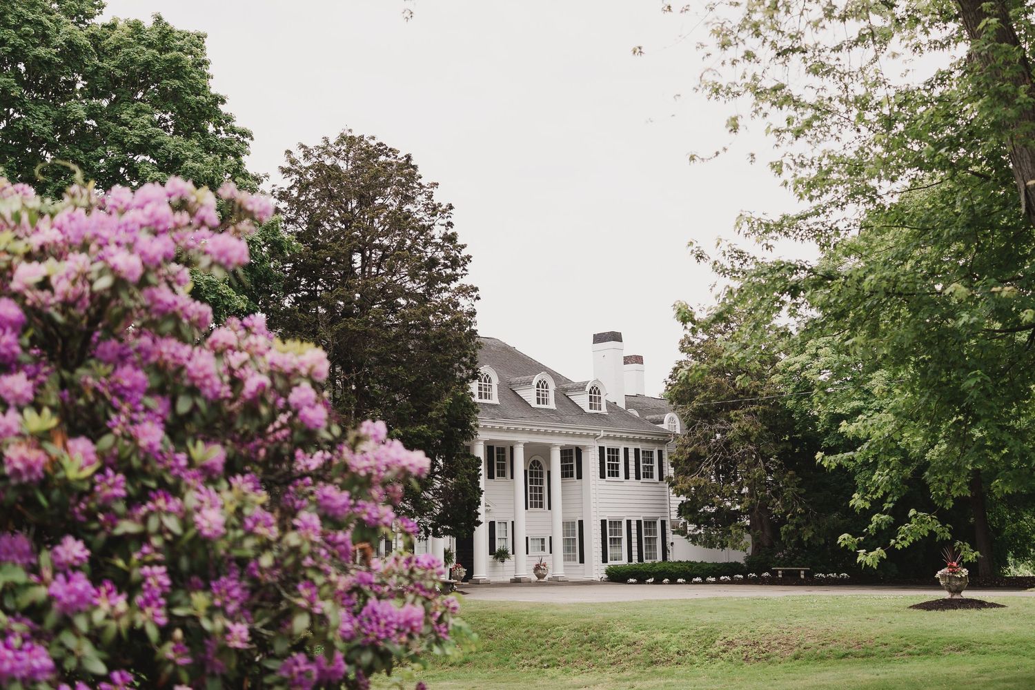 Elegant white colonial mansion with black shutters surrounded by lush green trees and vibrant pink rhododendrons in bloom.