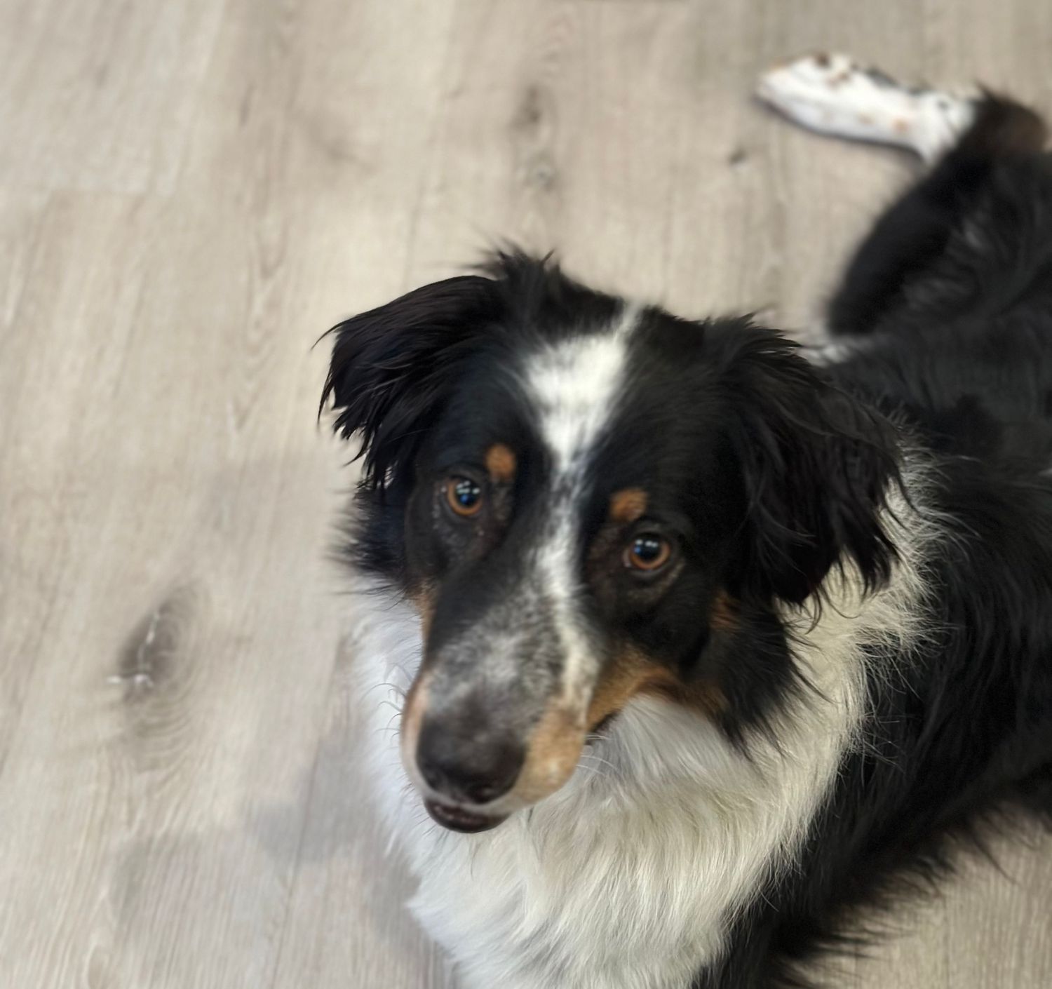 Border Collie dog with black and white fur shown in multiple poses looking attentively at the camera.