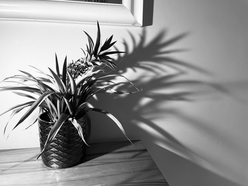Shadow patterns created by palm plant leaves on a light surface in black and white photography.