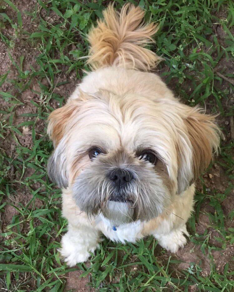 Small Shih Tzu dog with tan and white fur shown in different close-up angles outdoors with grass and dirt background.