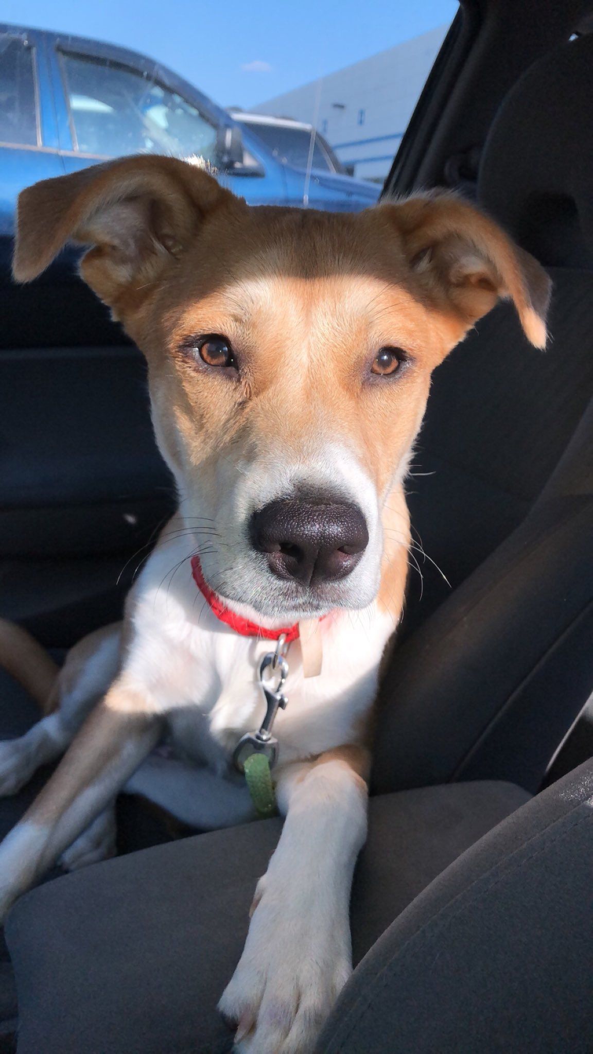 A tan and white dog with expressive eyes rests comfortably on a dark car seat in four similar poses.