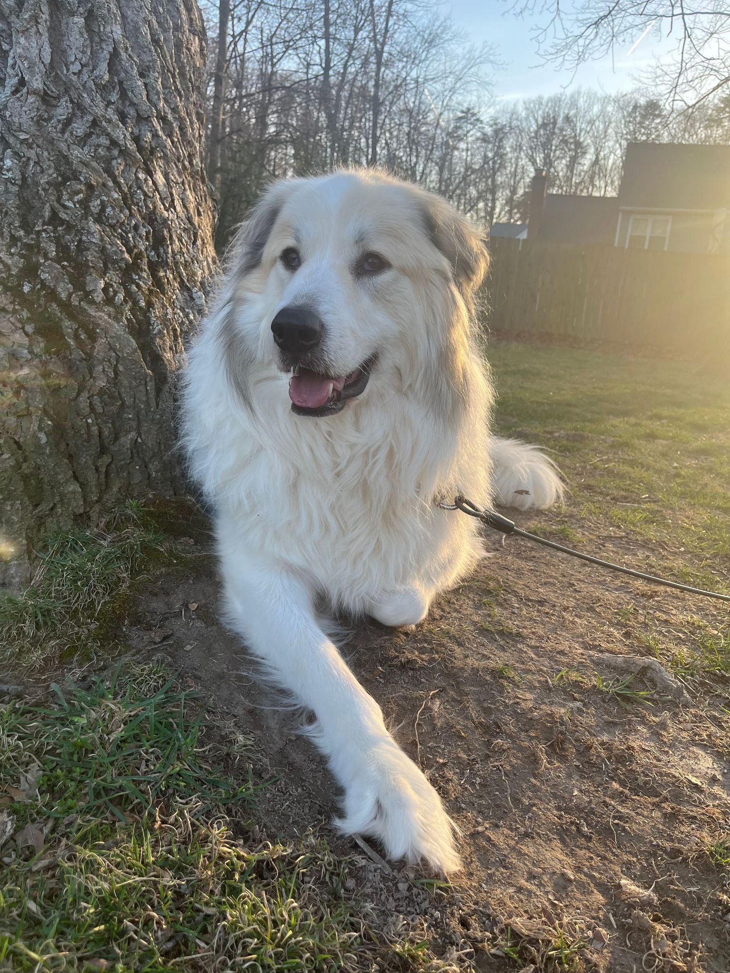 A happy white fluffy dog lies on a dirt path surrounded by trees during a golden sunset.