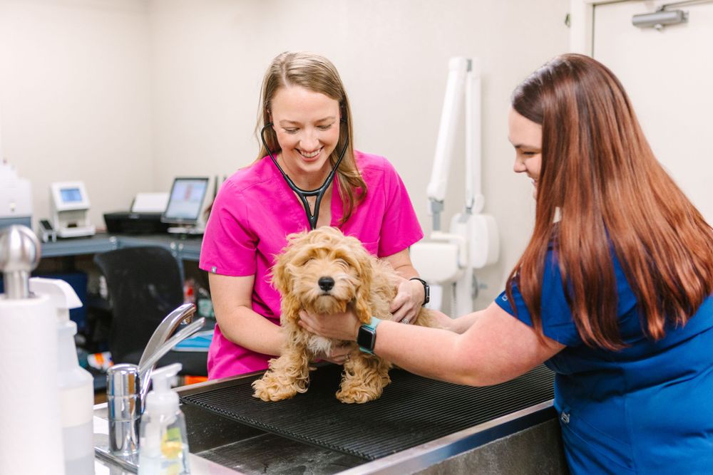 Veterinary staff examining small brown dog on examination table in medical clinic.