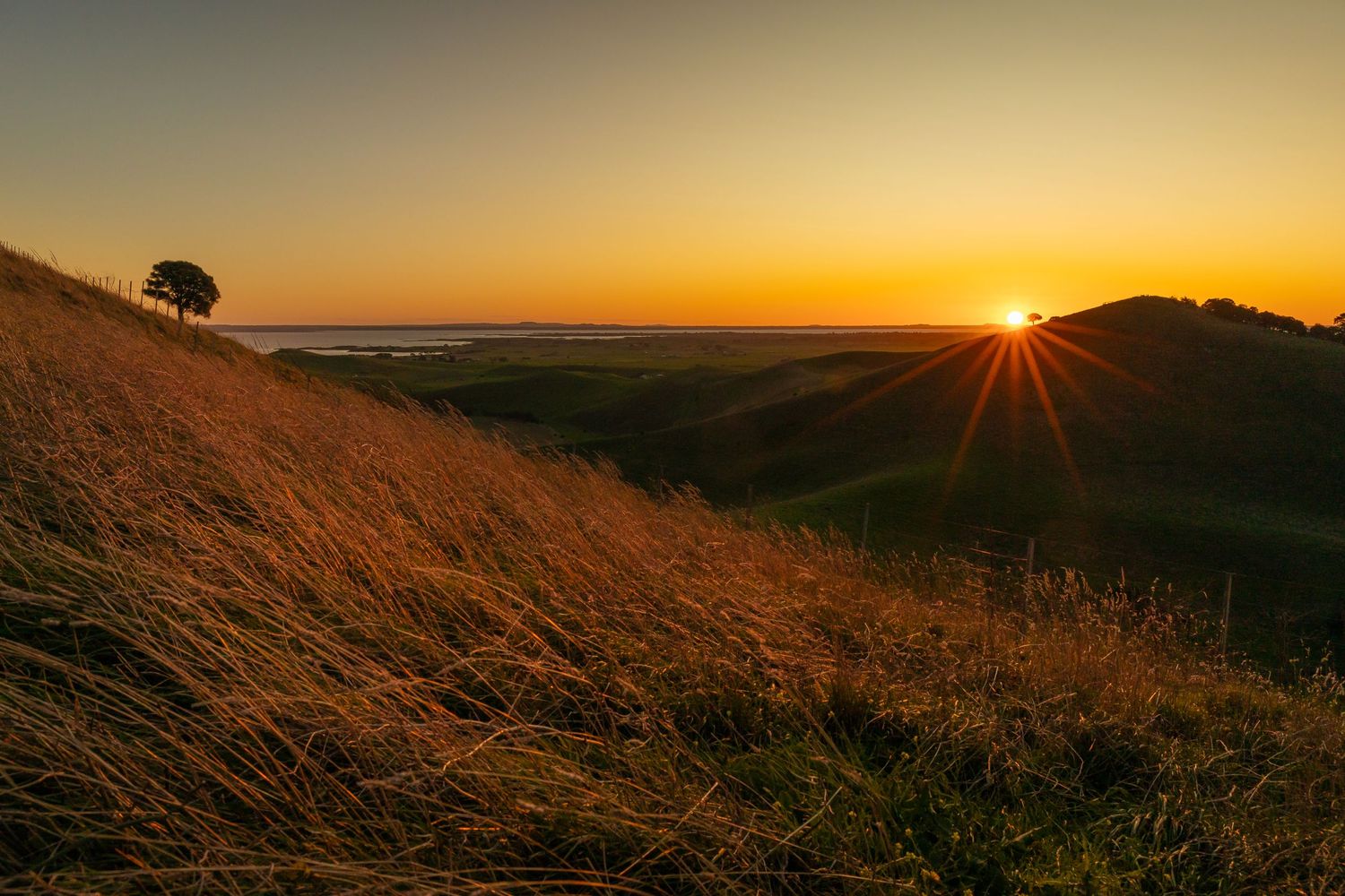 Golden sunset casts rays over hillside with dried grass and solitary tree silhouette.