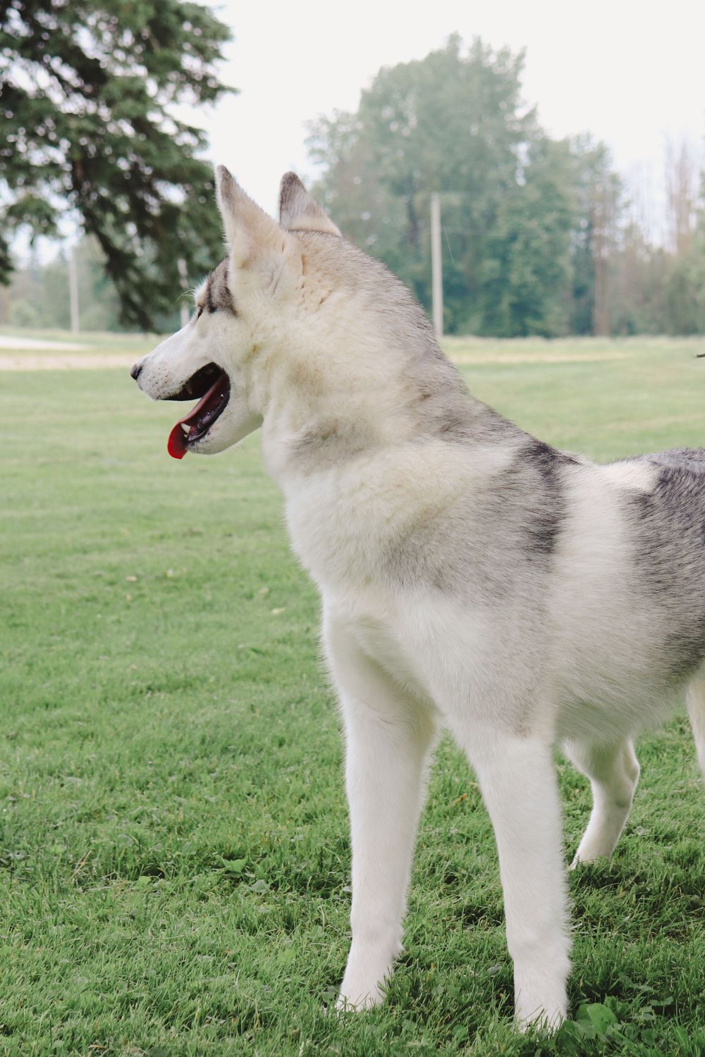 A majestic Siberian Husky with grey and white fur stands proudly in a park setting. LIstowel Photographer