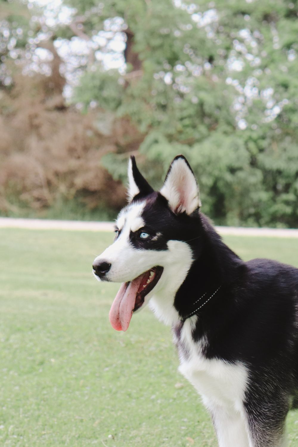 A black and white Husky with bright blue eyes and tongue out poses in a park. Listowel Photographer