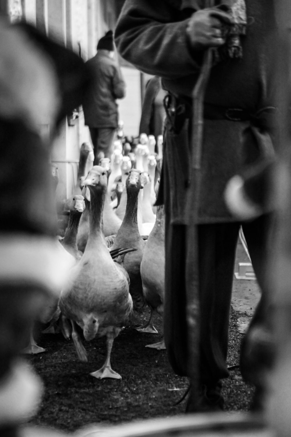 A black and white photograph of geese walking between people's legs in an urban setting.