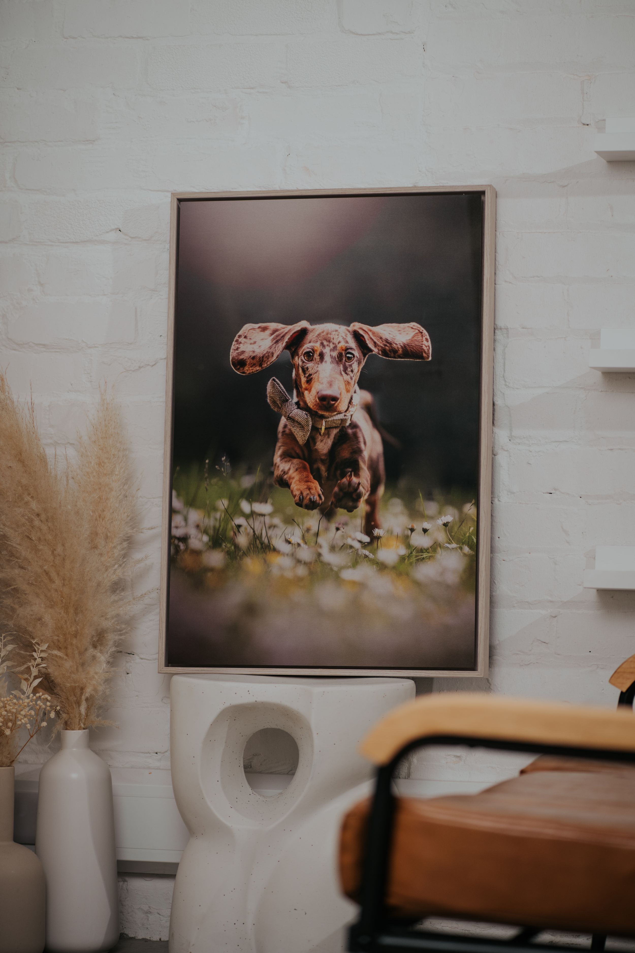 dachshund dog photographer stockport