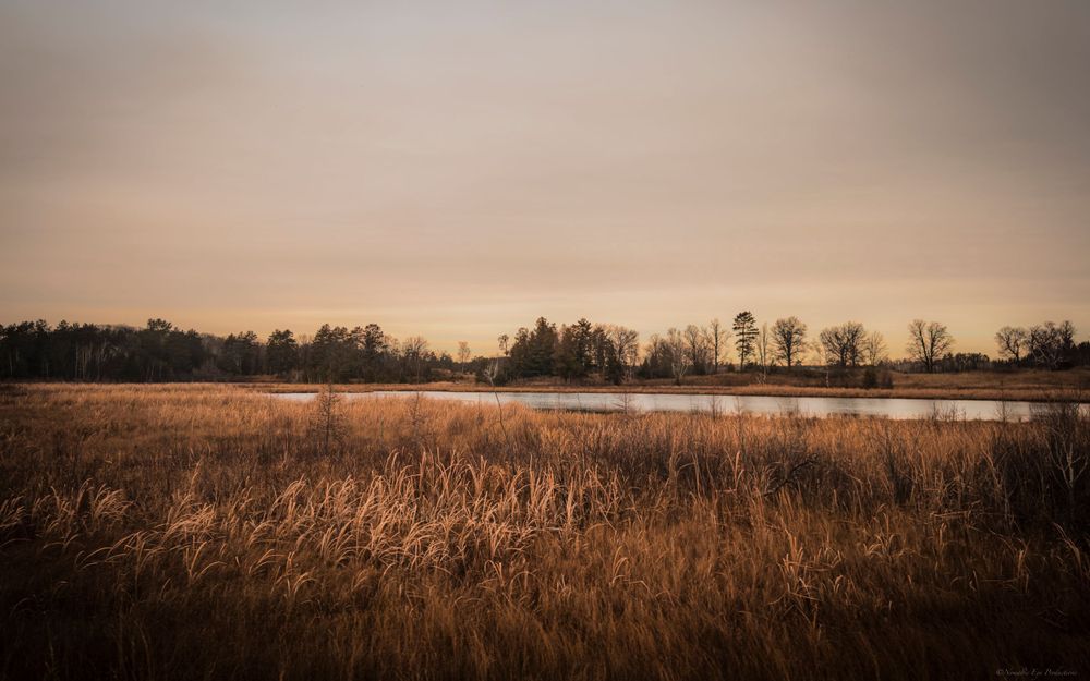 Misty autumn landscape with golden prairie grass surrounding a still lake at sunrise.