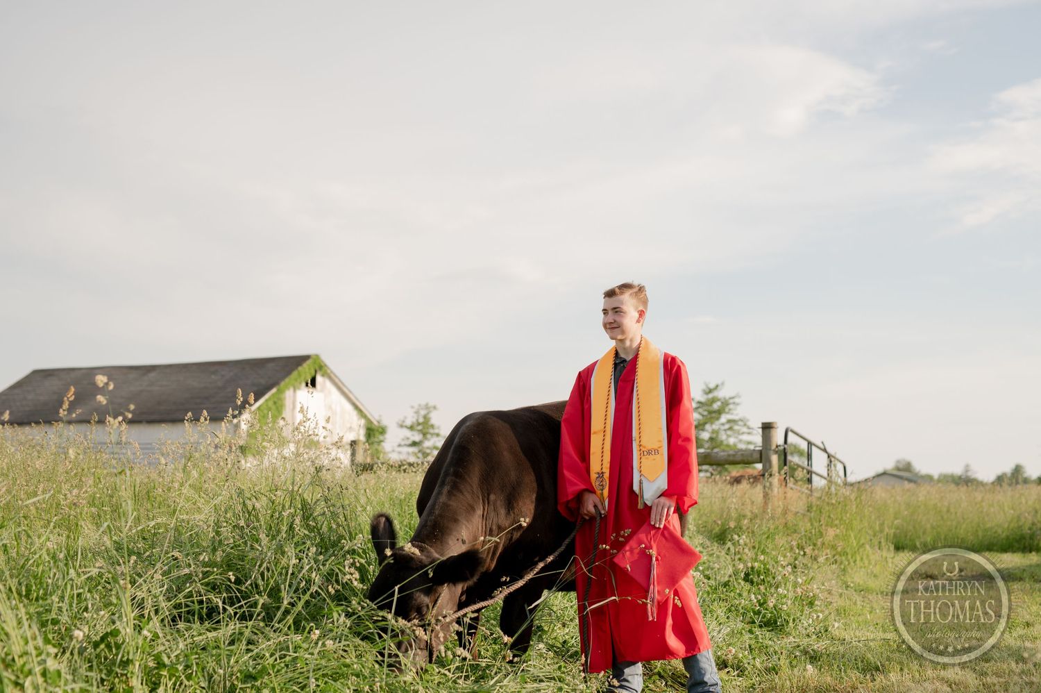 A graduate in red academic regalia stands beside a grazing black cow with farm buildings behind.