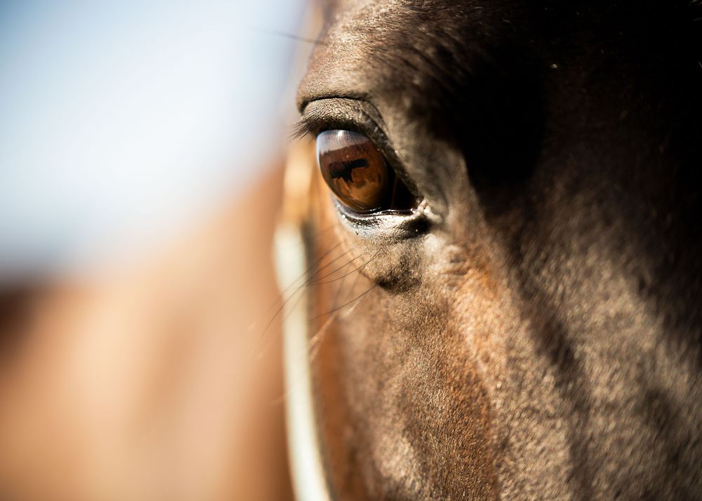Close-up macro shot of a dark horse's eye showing detailed reflection and texture.