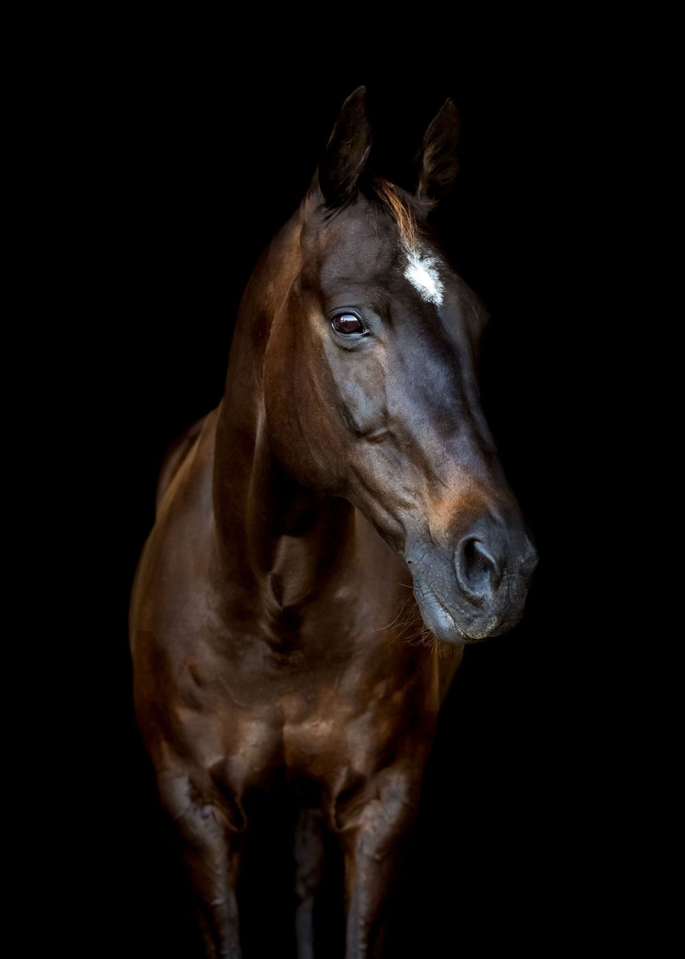 Portrait of a majestic dark bay horse with white marking against black background.