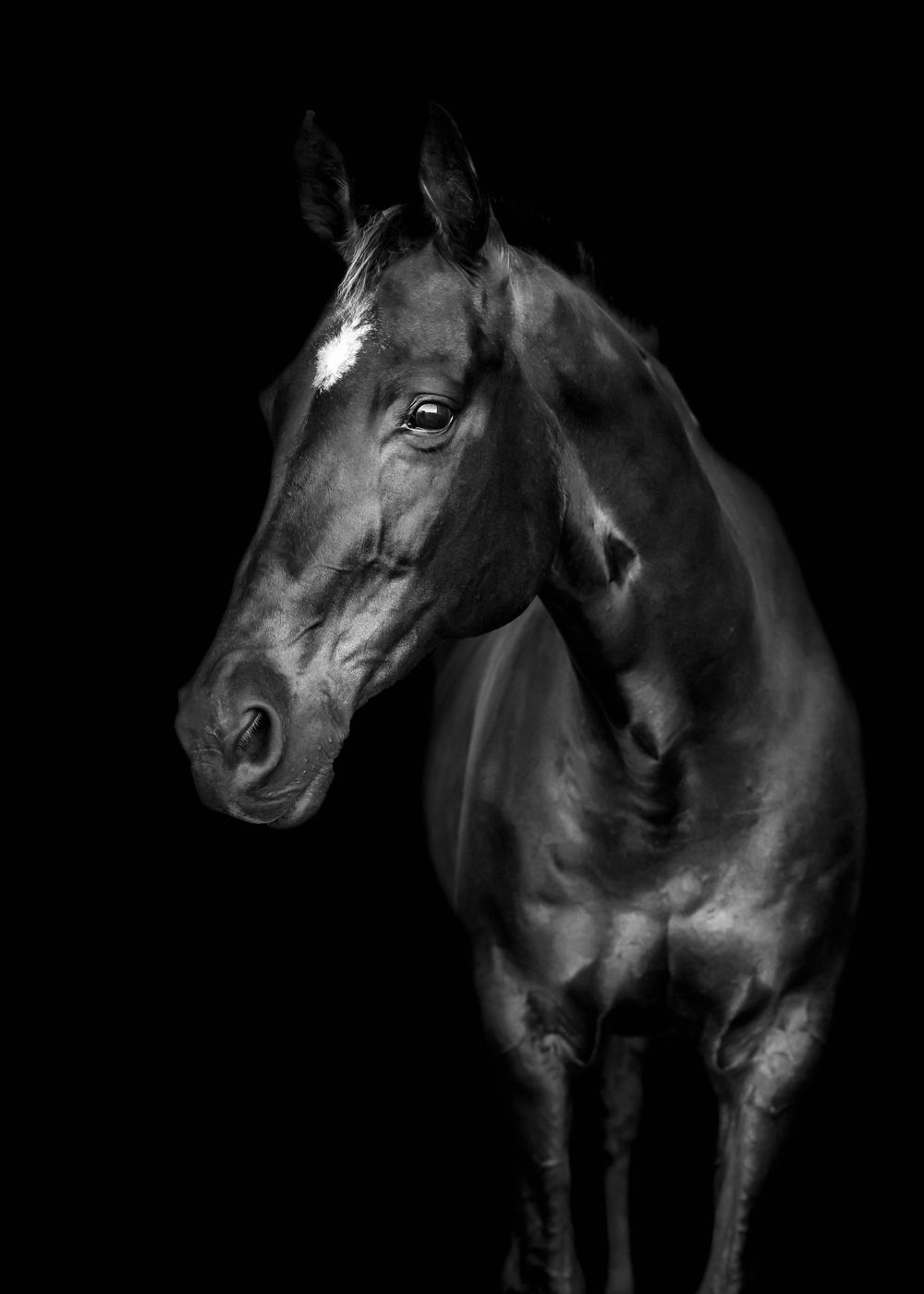 Artistic black and white portrait of a horse with dramatic lighting and contrast.