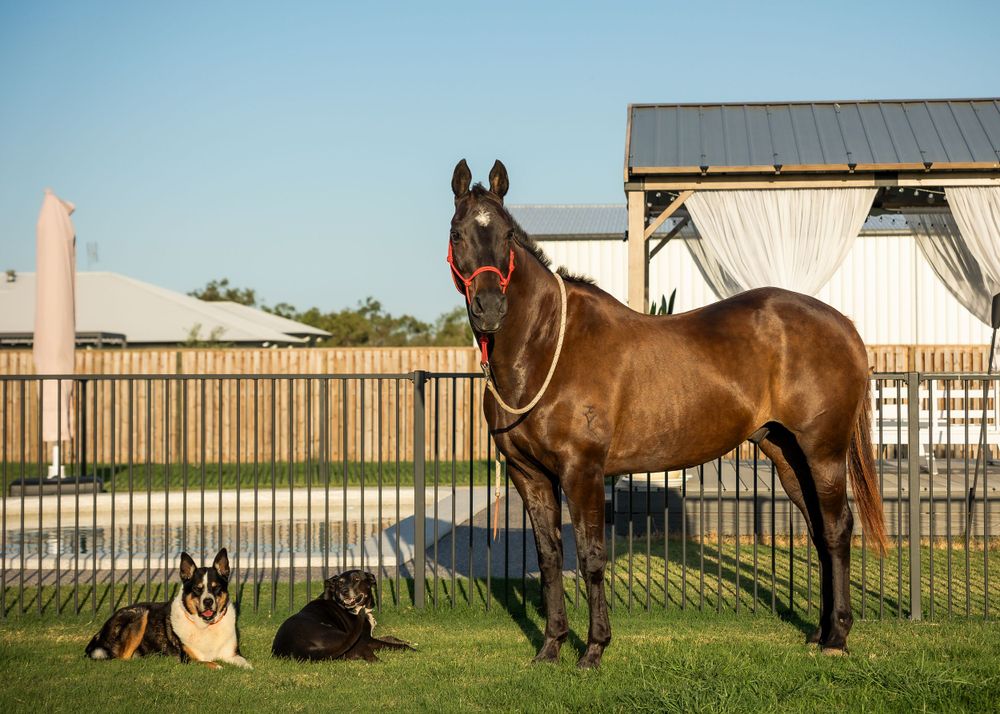 Large brown horse standing in a fenced yard with a dog resting nearby.