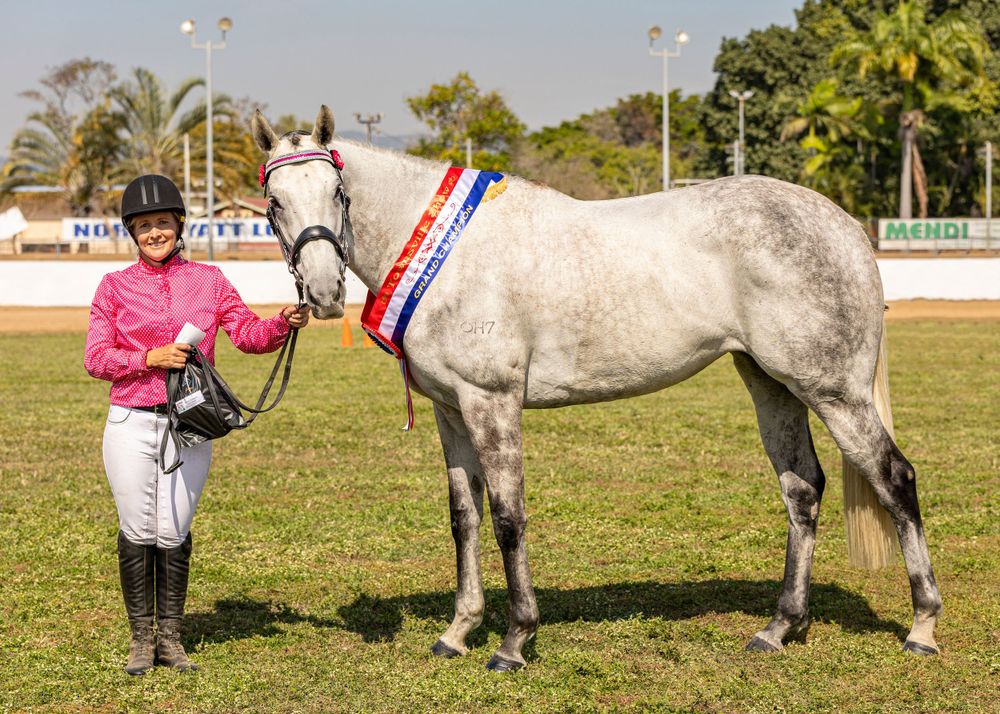 A gray horse wearing championship ribbons stands with its handler in pink attire on a show field.