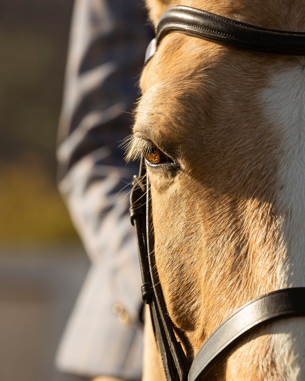 Close-up of a light-colored horse's eye with bridle detail in golden sunlight.