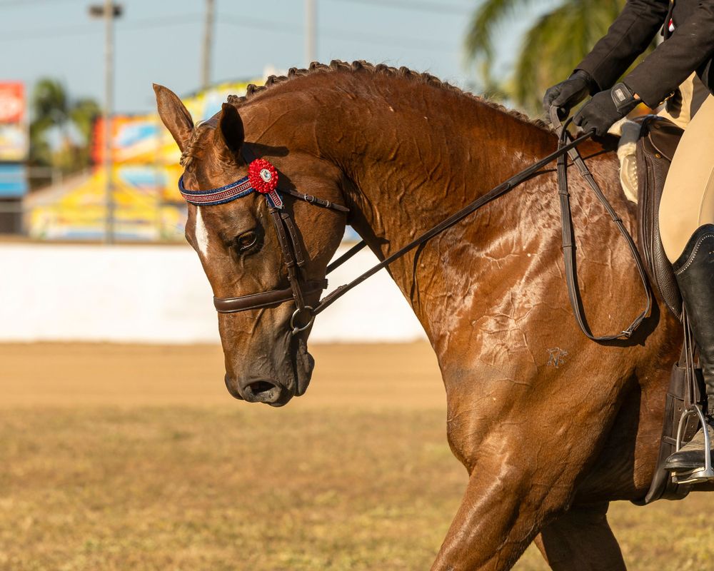 Chestnut horse with braided mane and competition tack showing collected frame.