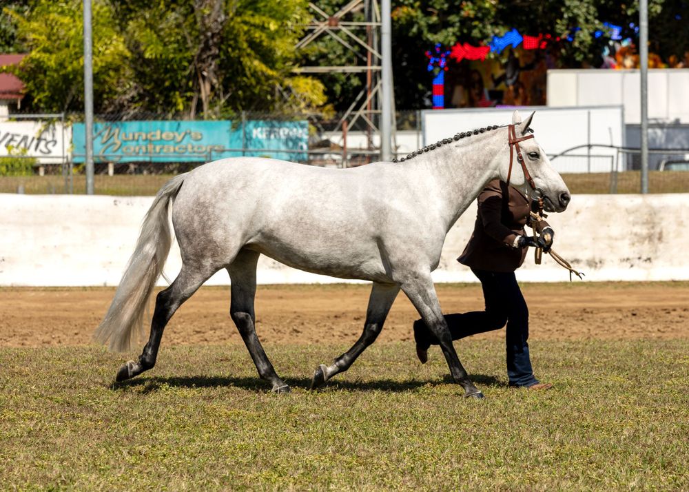 Handler leading an elegant white horse during a show or competition.