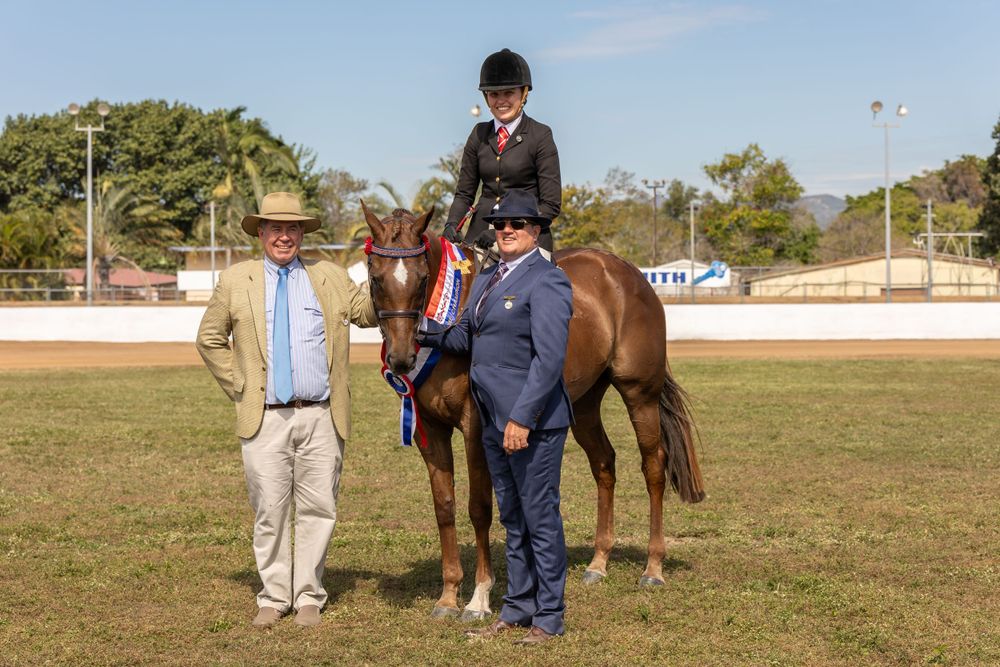 A bay horse being presented with handlers at an equestrian show event.