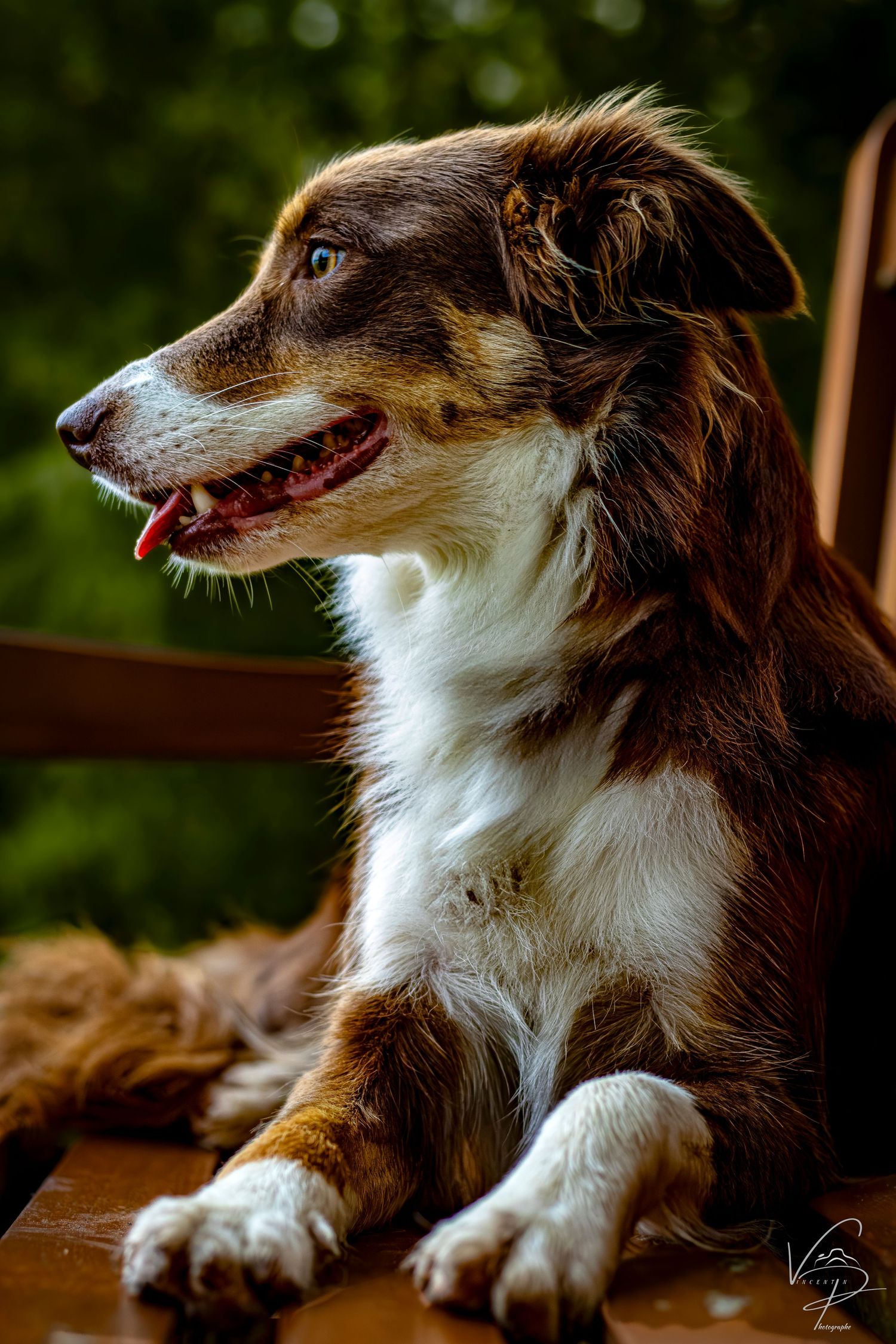 Brown and white dog resting with tongue out in a series of relaxed poses.