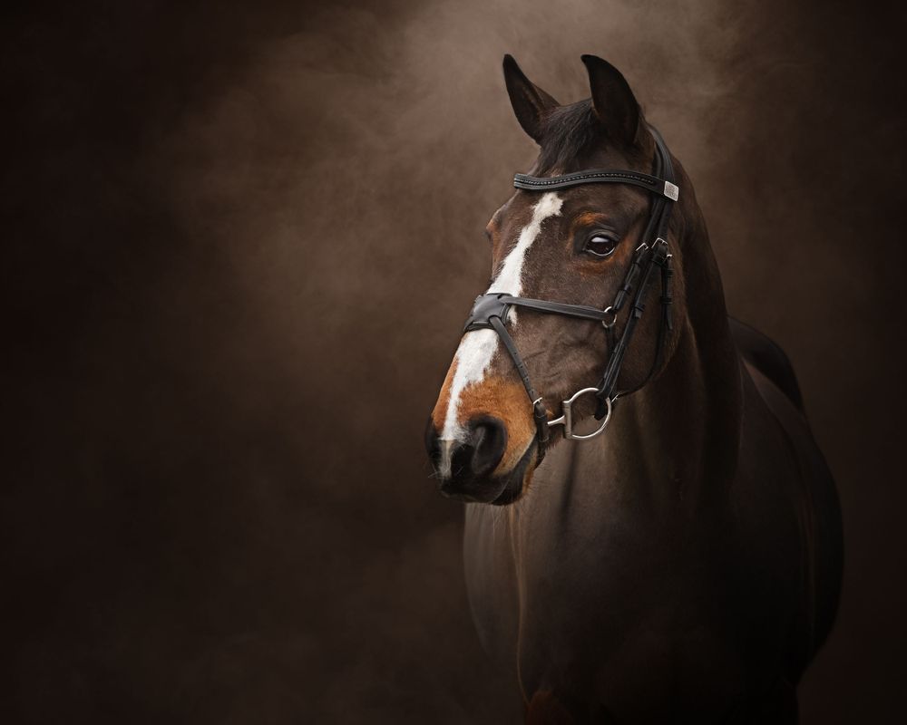 Dark and moody equine portrait series showing horses against dramatic black background.
