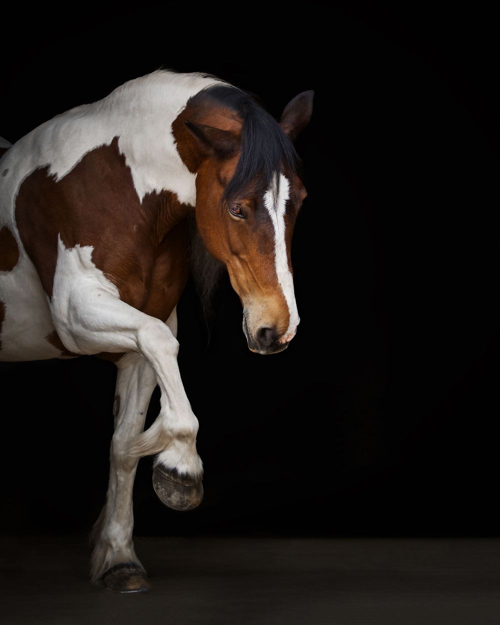 A brown and white paint horse in motion against a black background shows its graceful profile and raised leg.