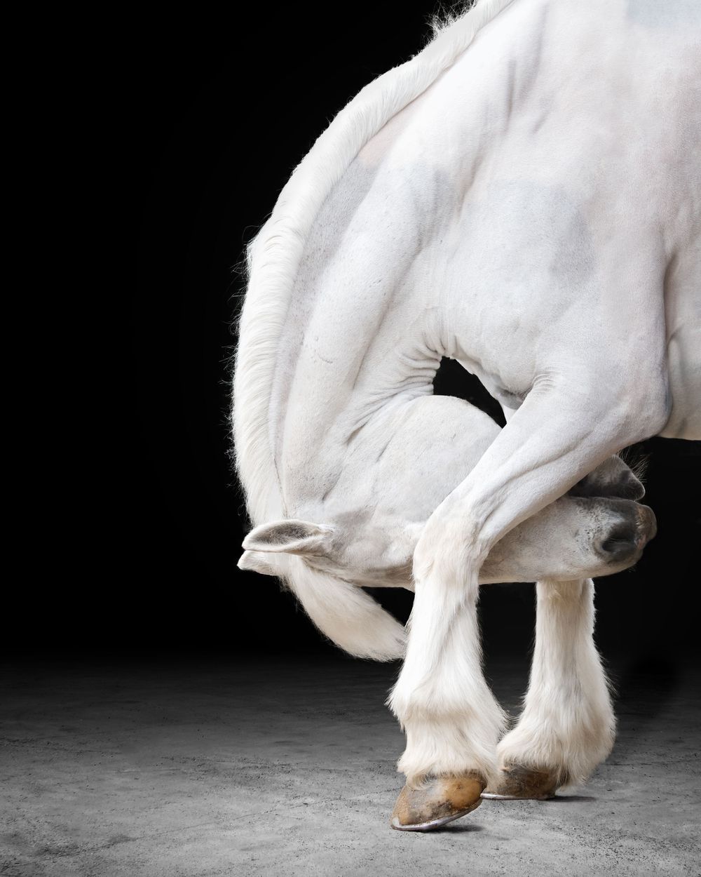 Detailed study of a white horse's legs and hooves in motion on dark background.