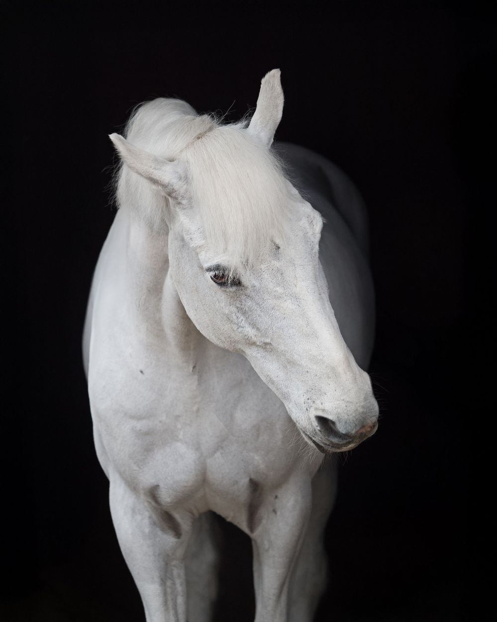 Artistic series of white horse portraits showing different angles against black background.