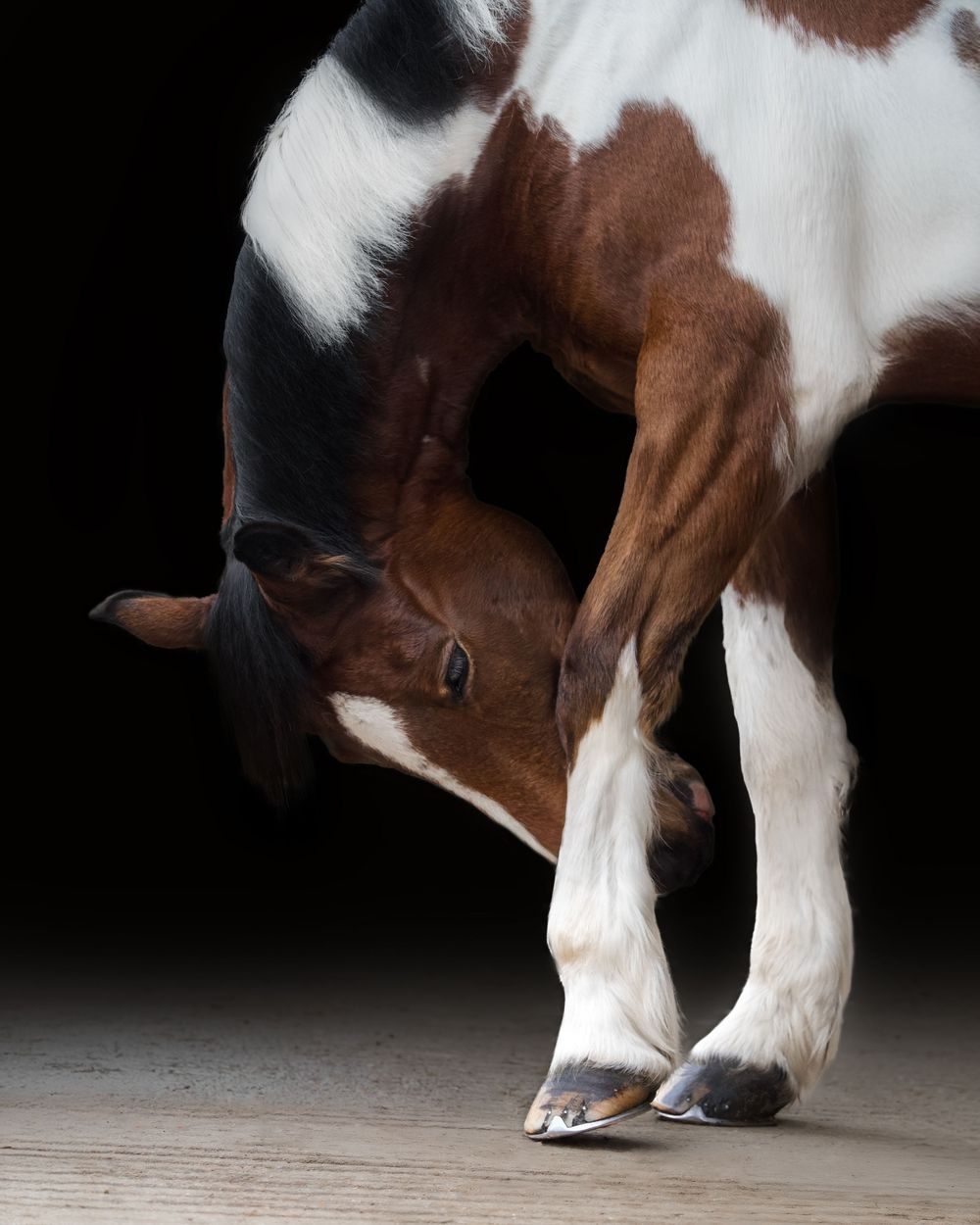 Motion blur study of a brown and white horse's legs in movement.