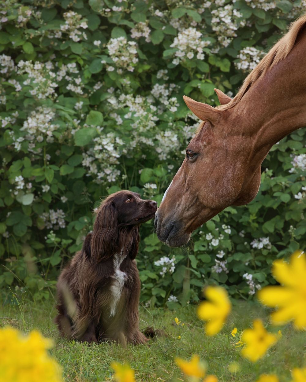 Sweet moment between a brown spaniel dog and chestnut horse with blooming flowers in background.