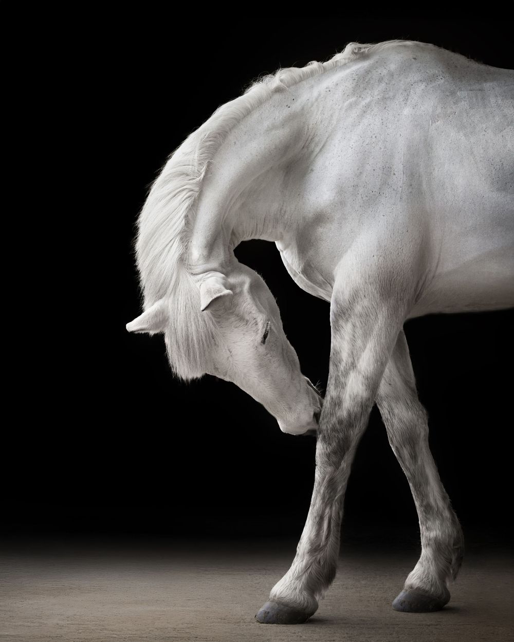 Minimalist studio portraits showing the graceful curves of a white horse's body.