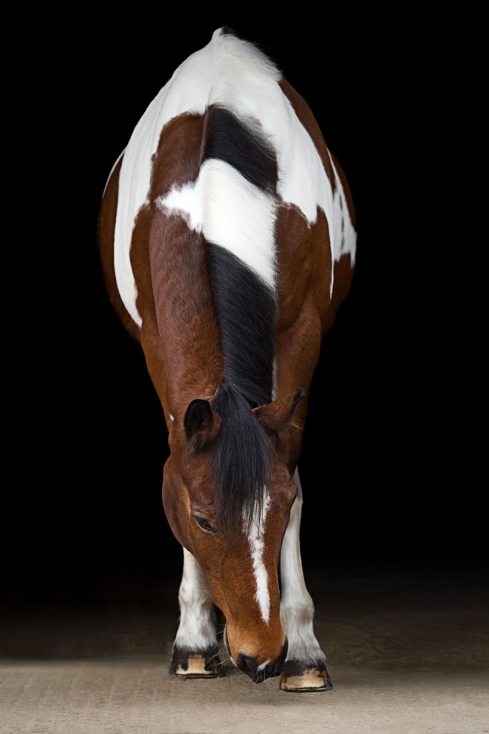 Paint horse bending down to eat, photographed from behind against black background.