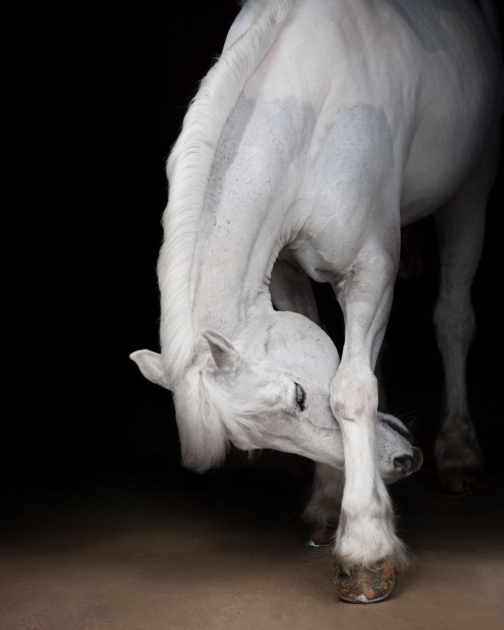 White horse hooves and legs shown in artistic motion against dark background.