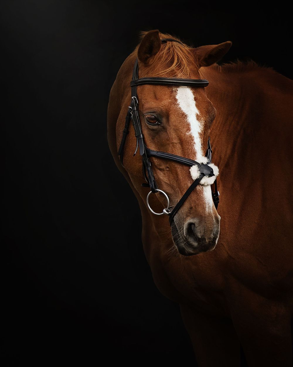 Close-up portrait of a chestnut horse with white blaze wearing black bridle against dark background.