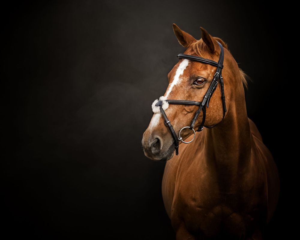 Elegant chestnut horse wearing bridle photographed against dark background in studio lighting.