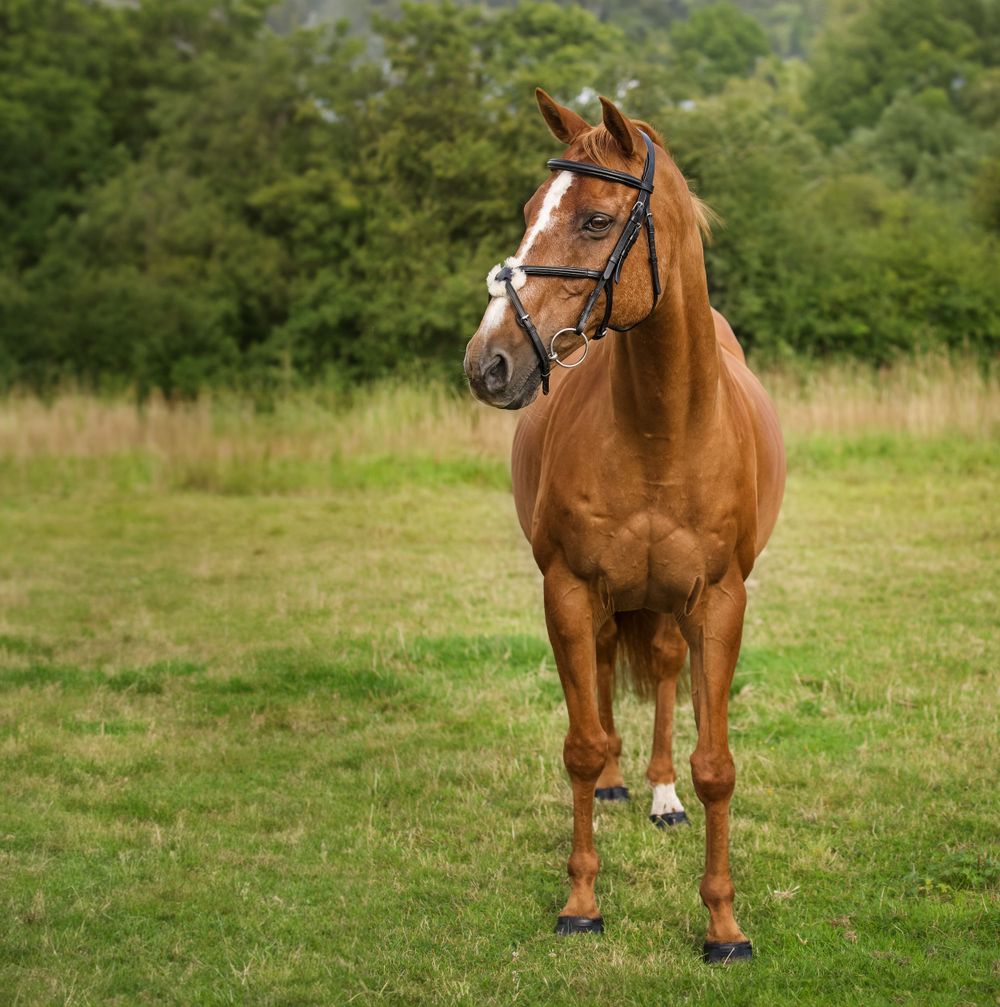Chestnut horse with white markings standing alert in a green summer pasture.