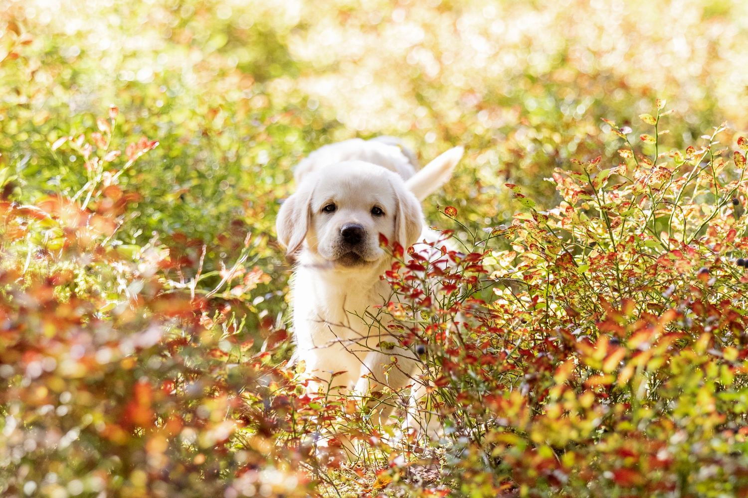 Adorable labrador puppy peeking through autumn foliage in warm sunlight.