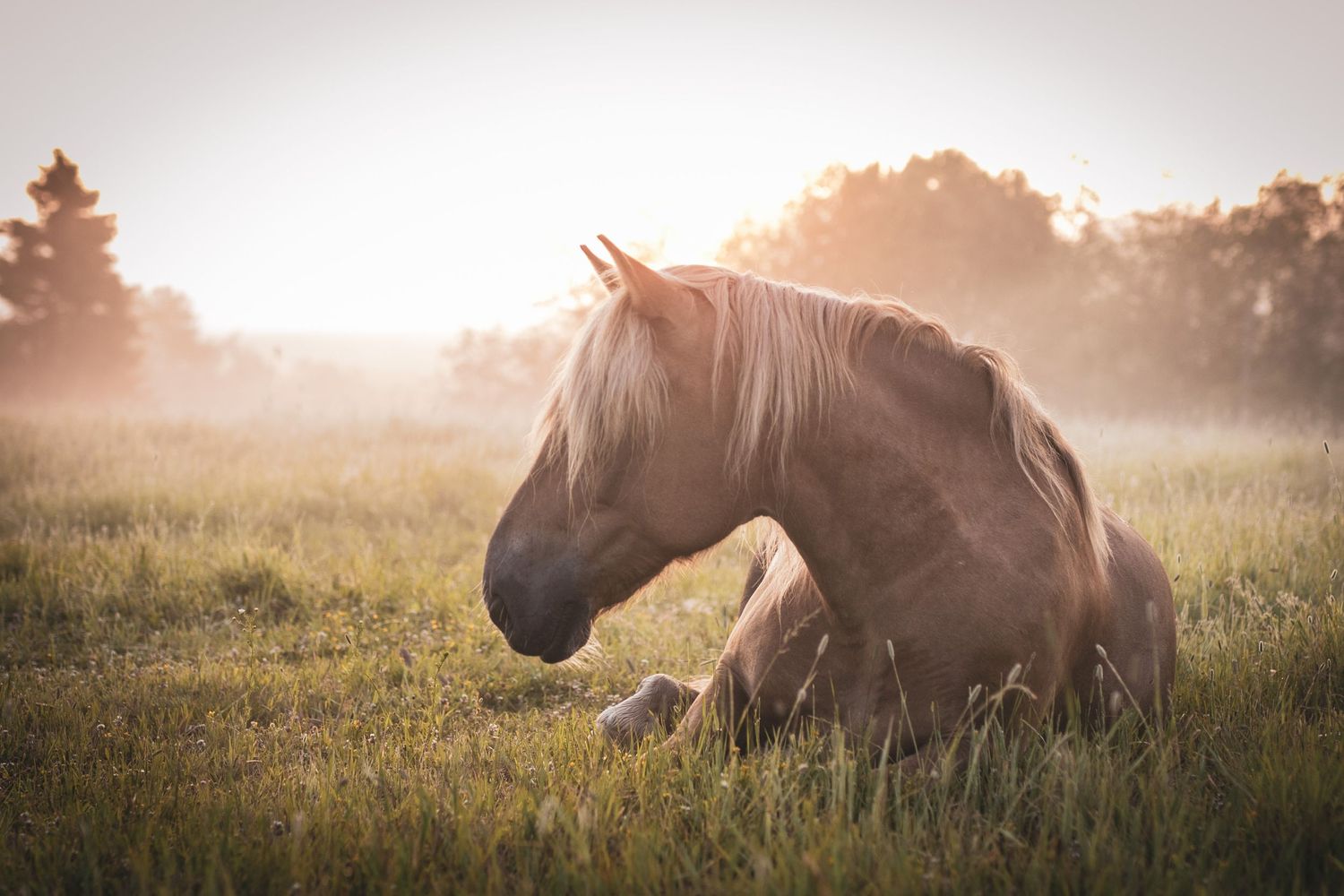 Finnhorse resting in a foggy meadow during sunrise with trees in the background.