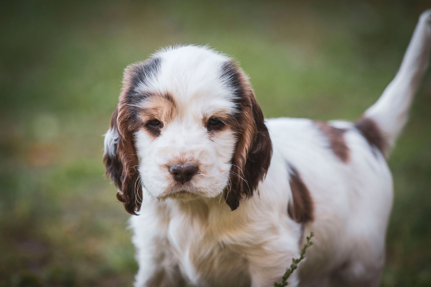 Adorable cocker spaniel puppy with floppy ears looking at camera outdoors.