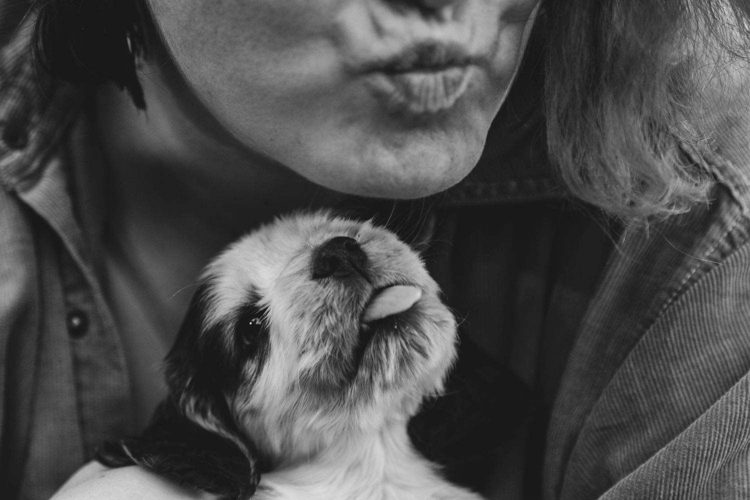 Close-up black and white photo of someone kissing a cocker spaneil puppy with wrinkled face.