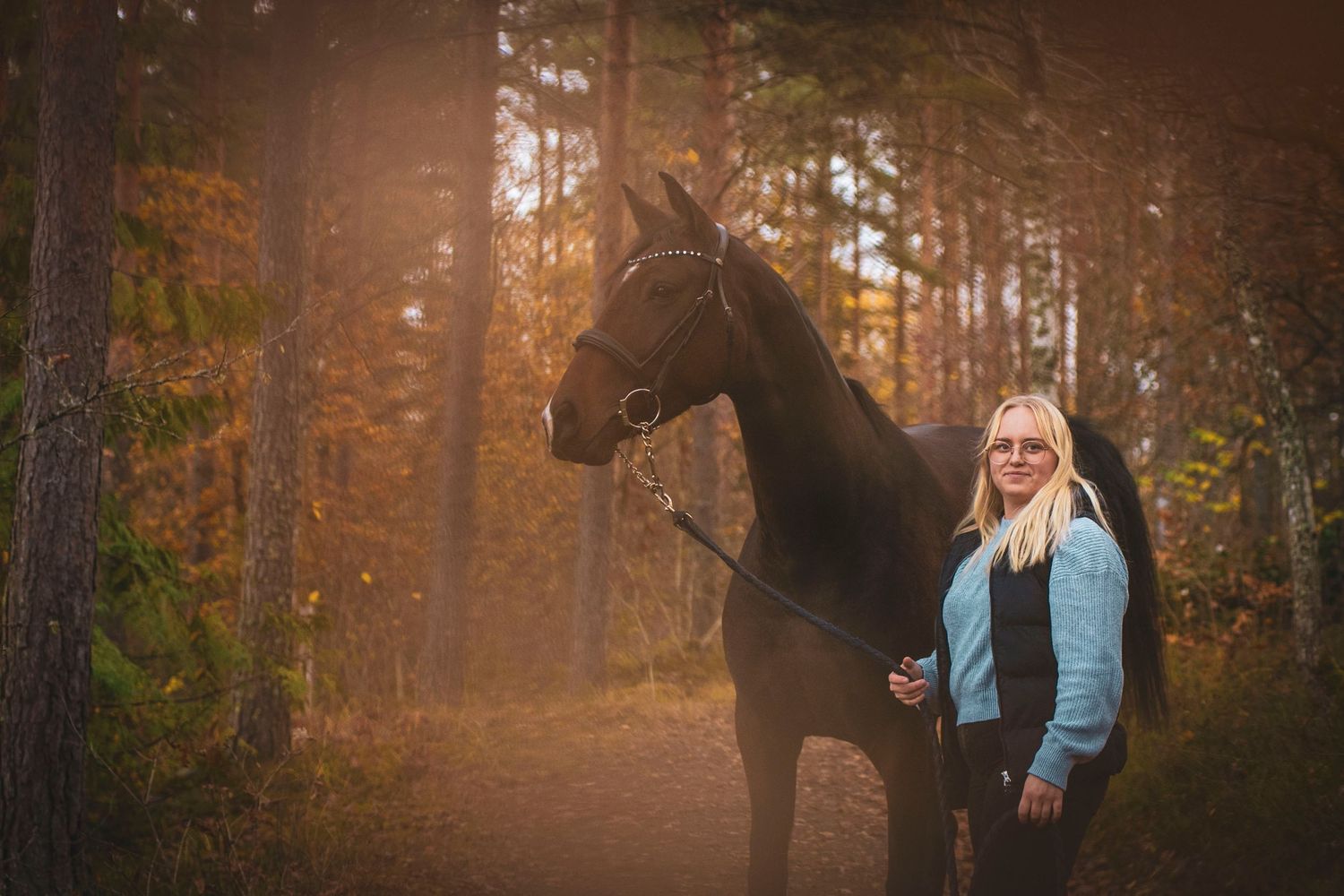 A dark horse standing in a misty autumn forest trail during golden hour.