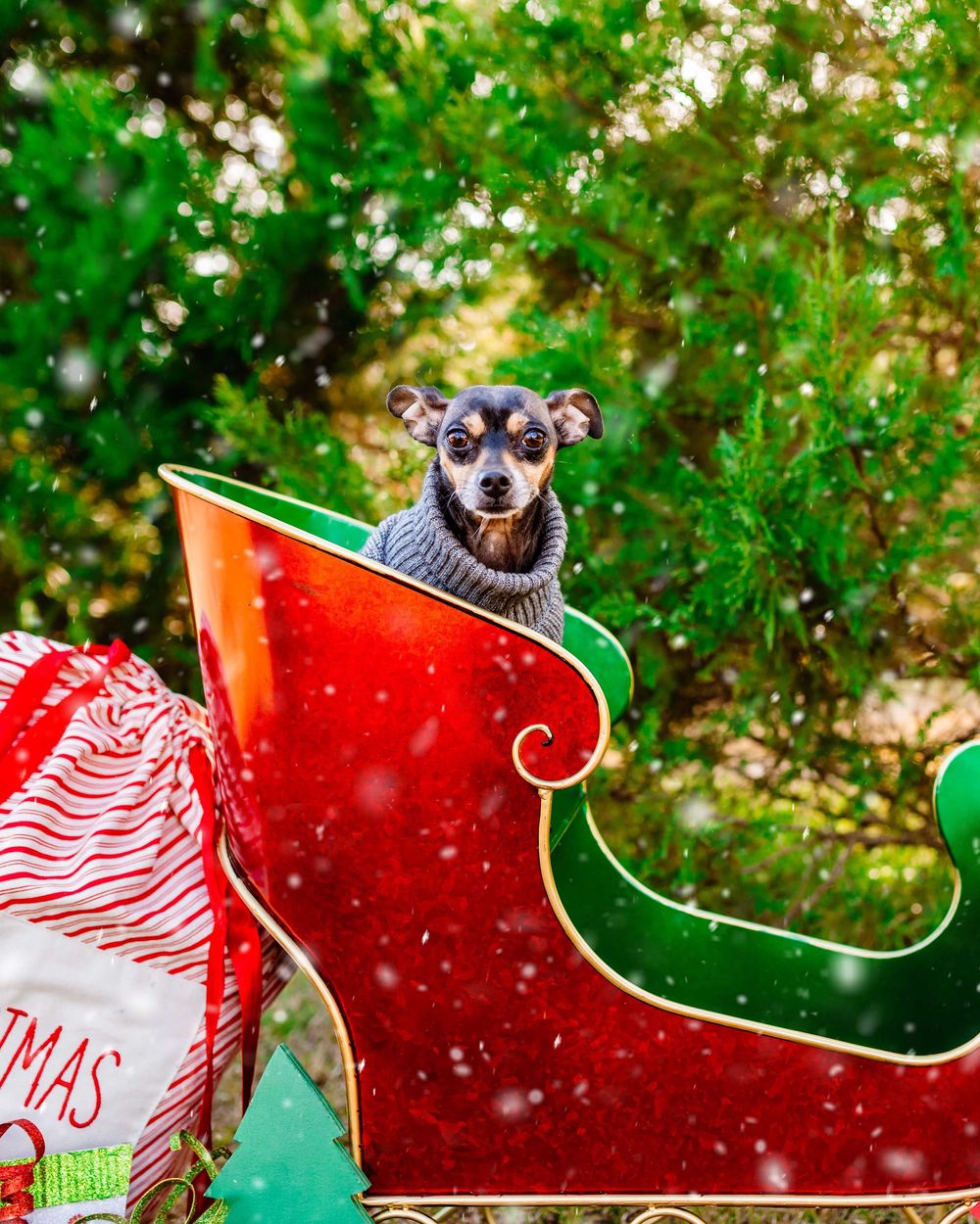 A small dog peeks out from a festive red and green Christmas stocking decoration with snow overlay effect.