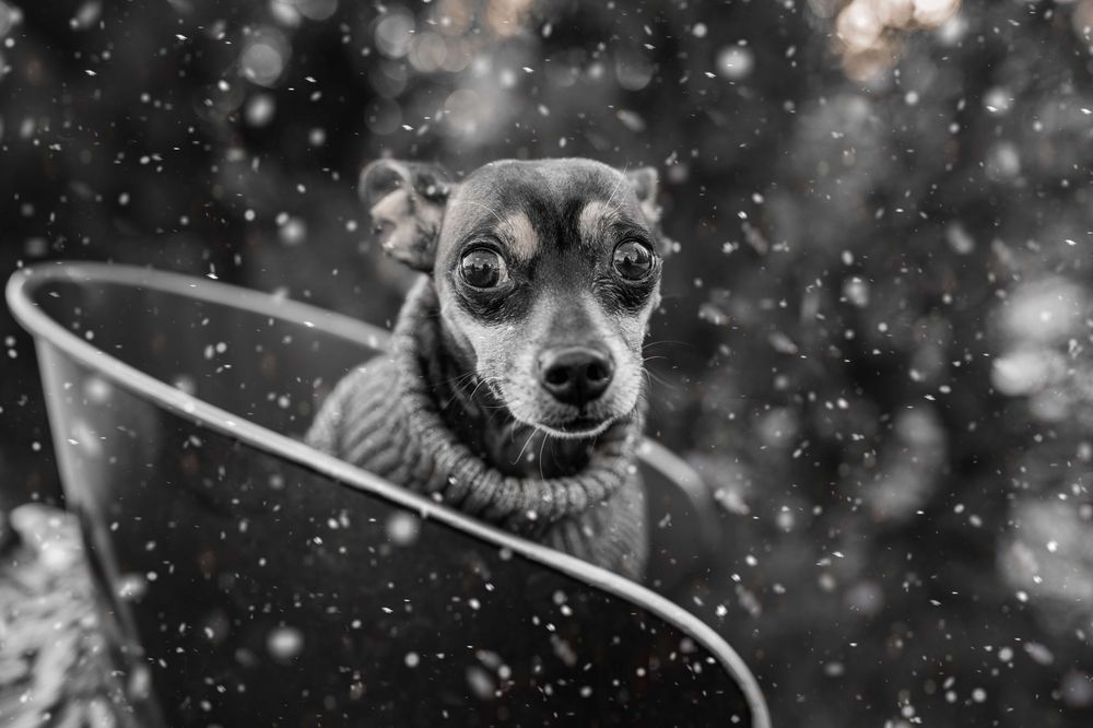 Chihuahua dog wearing a warm winter sweater looks at falling snow against a dark background.