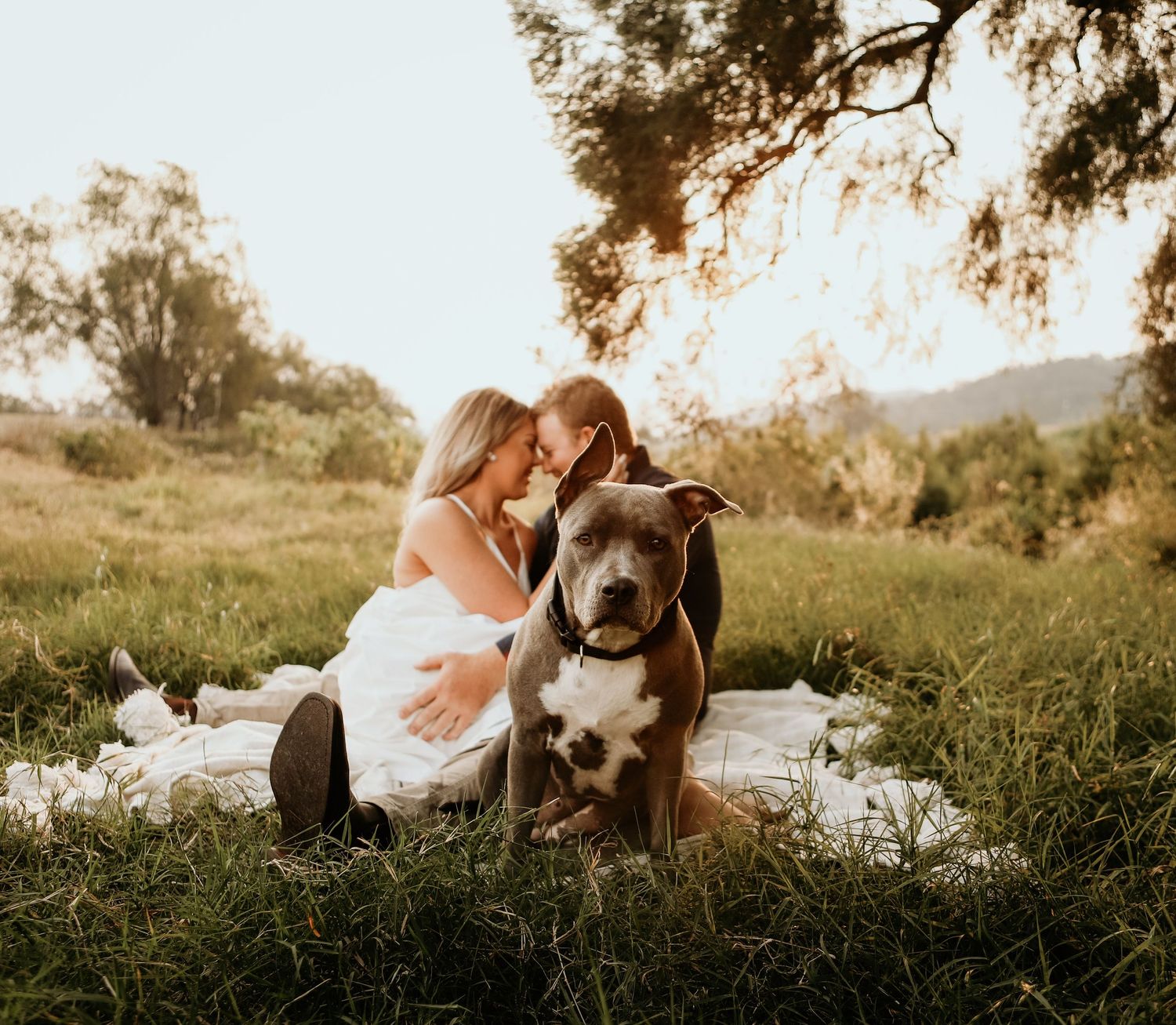 A brown and white staffy lounges in a grassy field at sunset with their owner during a golden hour photo session.
