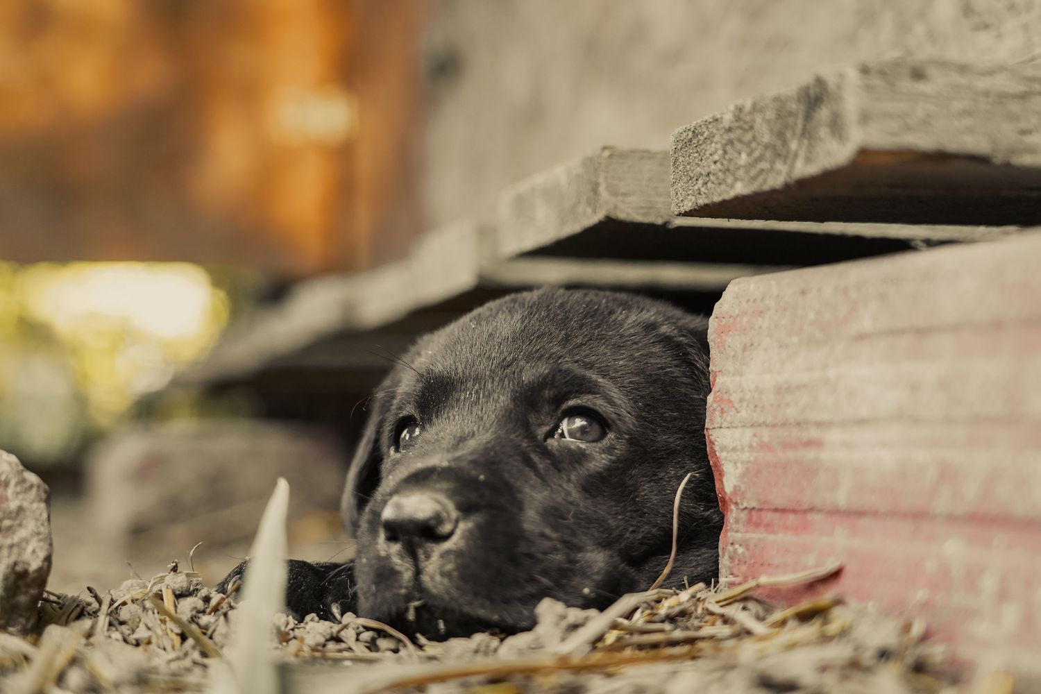 Close-up photo of a black dog's face with expressive eyes peeking out from a cozy spot.