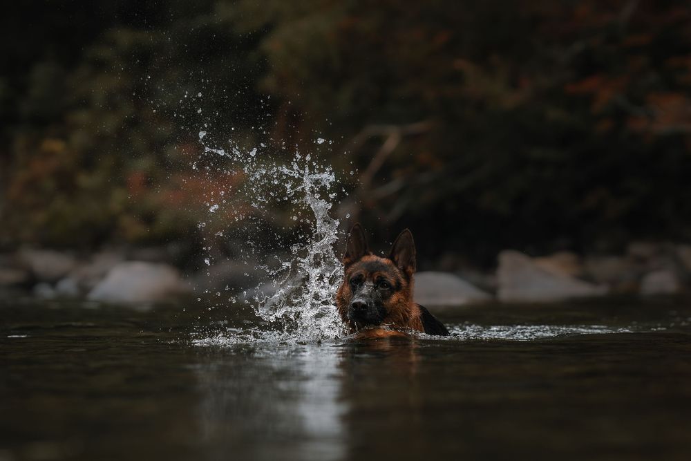 German Shepherd playing in the water and splashing