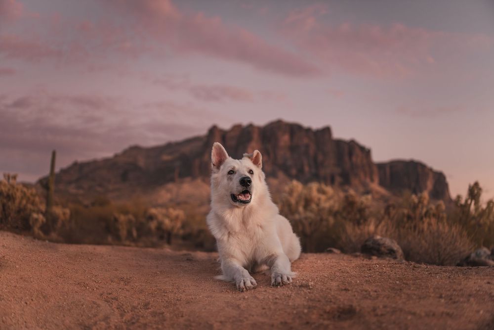 White Shepherd in the superstition mountains Arizona with a pink sky