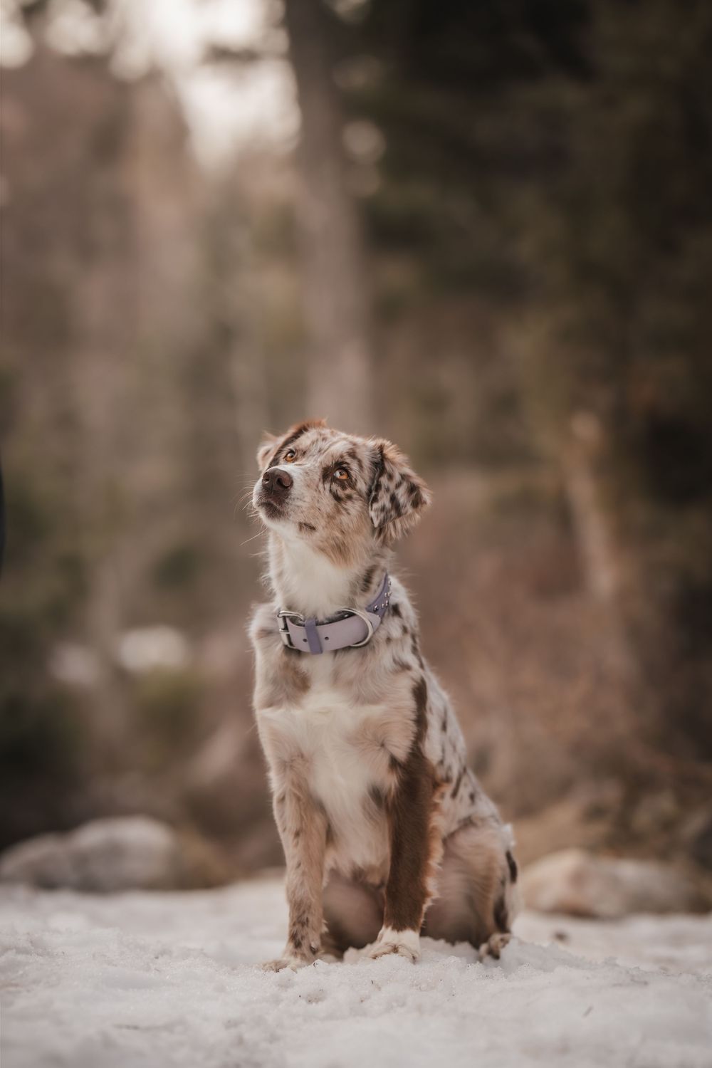 Australian Shepherd in the snow in Utah