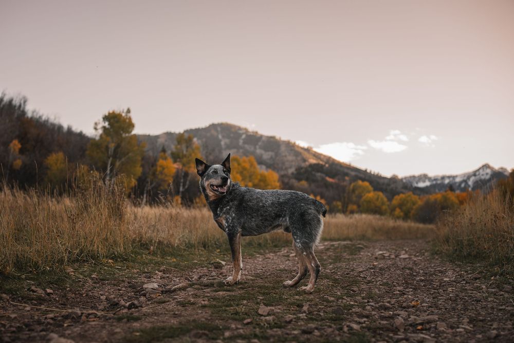 Heeler in Utah